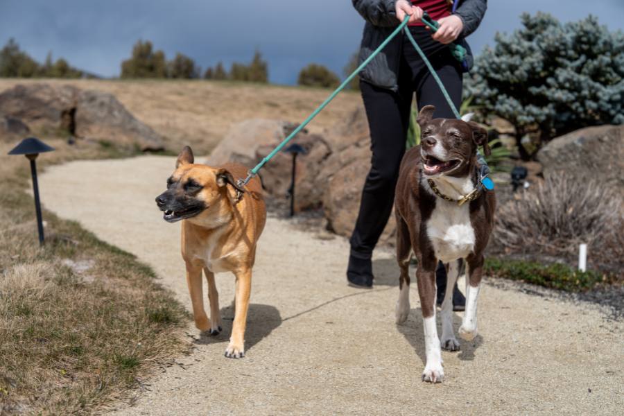 Guest walking their dogs along a high desert trail at Juniper Preserve, one of the pet friendly hotels in Bend Oregon