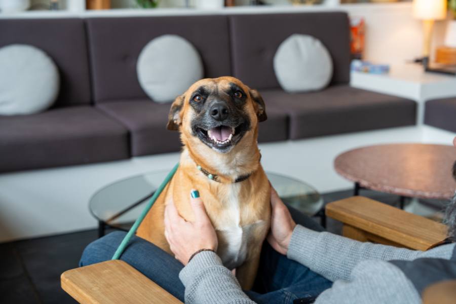 Happy dog with owner at Juniper Preserve