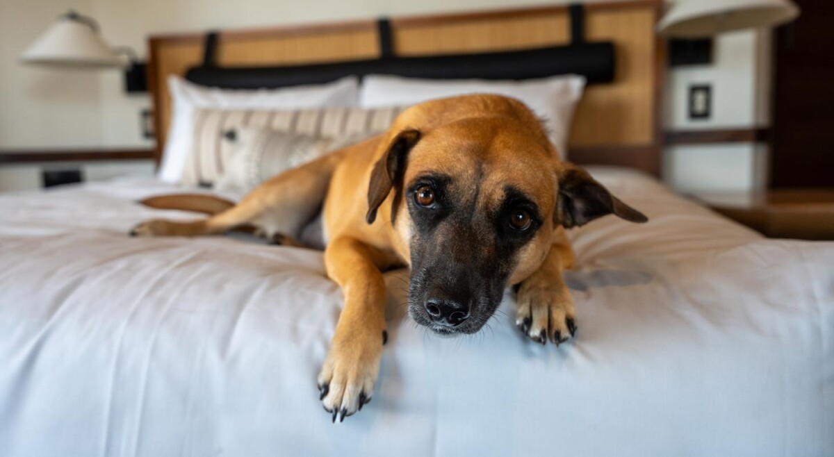 Dog resting on a bed in pet friendly accommodations at Juniper Preserve